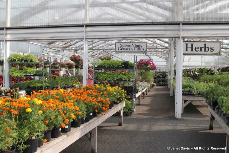 Merrifield Garden Center Plants Janet Davis Explores Colour