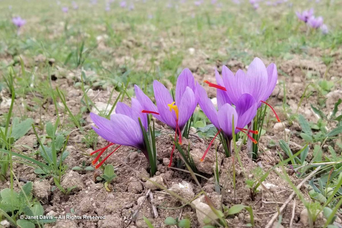 Saffron Crocuses Crocus Sativus Krokos Kozani Janet Davis