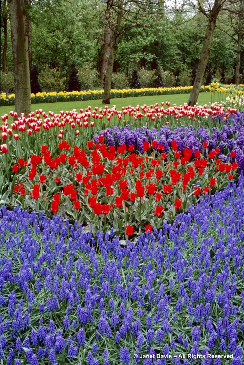 Keukenhof Gardens Muscari Armeniacum Janet Davis Explores Colour