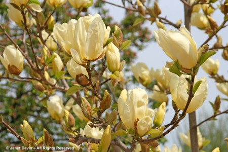 Mellow Yellow Magnolias | Janet Davis Explores Colour