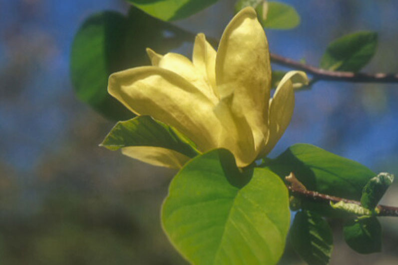 Magnolia 'Lois' | Janet Davis Explores Colour