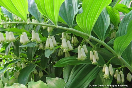 Solomon’s seal – Polygonatum biflorum | Janet Davis Explores Colour