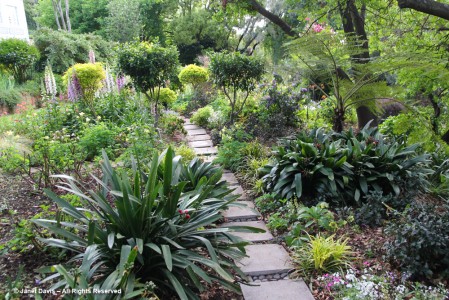 An Artist’s Johannesburg Garden | Janet Davis Explores Colour