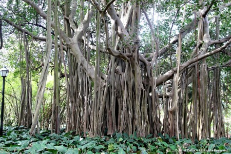 Ficus benghalensis-Banyan-Durban Botanic | Janet Davis Explores Colour