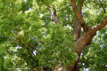 Camphor Tree-Cinnamomum Camphora-Vergelegen | Janet Davis Explores Colour