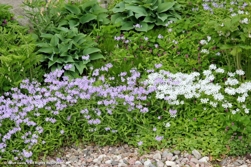 A Shade Garden Master Class | Janet Davis Explores Colour