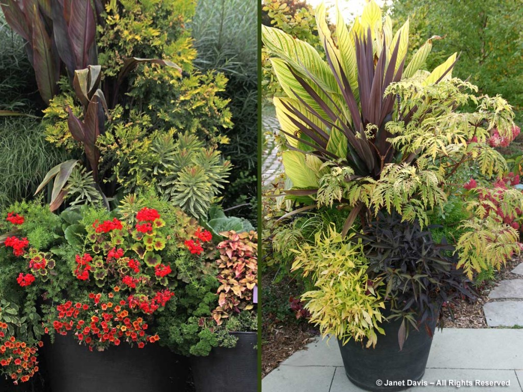 Paul Zammit: Toronto Planter Powerhouse! | Janet Davis Explores Colour