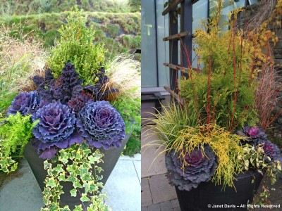 Paul Zammit: Toronto Planter Powerhouse! | Janet Davis Explores Colour