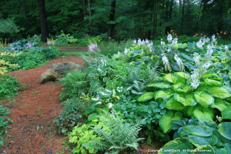 Shade garden | Janet Davis Explores Colour