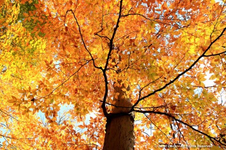 Fagus grandifolia-American beech | Janet Davis Explores Colour