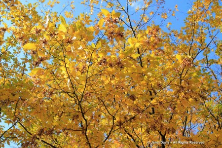 trees and shrubs for fall | Janet Davis Explores Colour