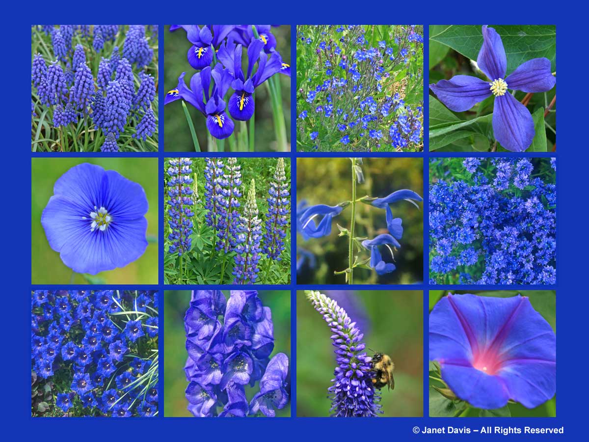blue spring flower names