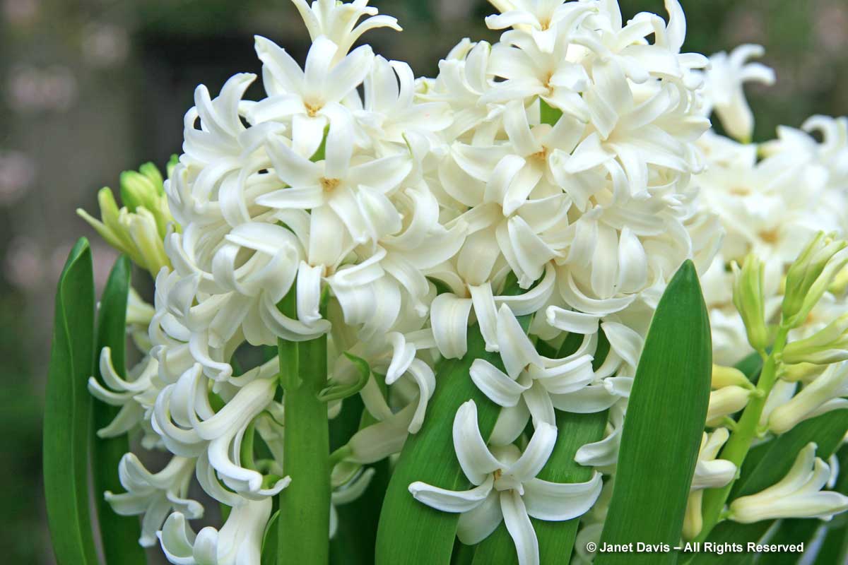 White Flowers For Sweet Perfume Janet Davis Explores Colour