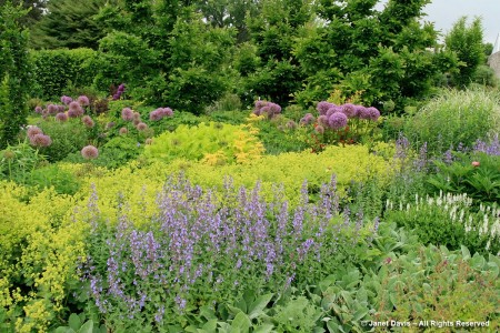 TBG-Alchemilla mollis & Nepeta racemosa | Janet Davis Explores Colour