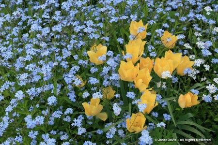 Tulipa batalini ‘Bright Gem’ & Myosotis sylvatica | Janet Davis ...