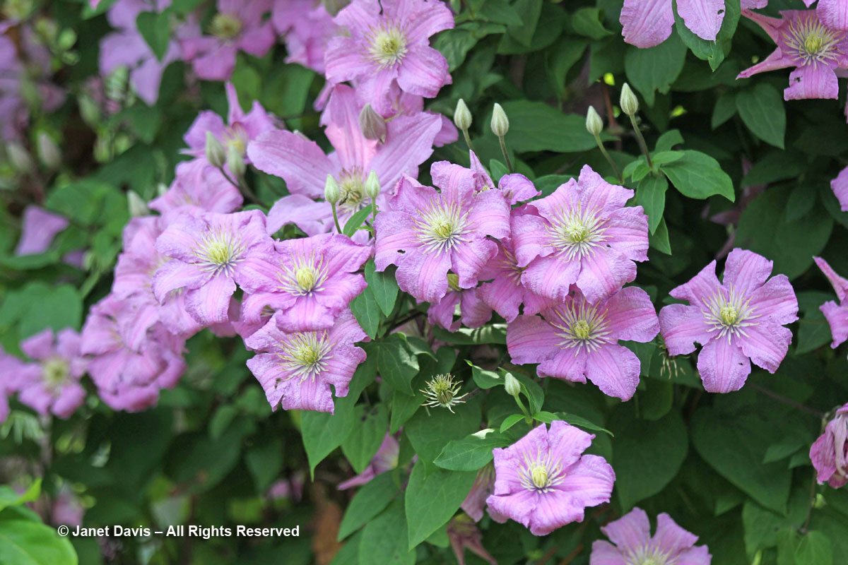 Clematis ‘Comtesse de Bouchaud’ | Janet Davis Explores Colour