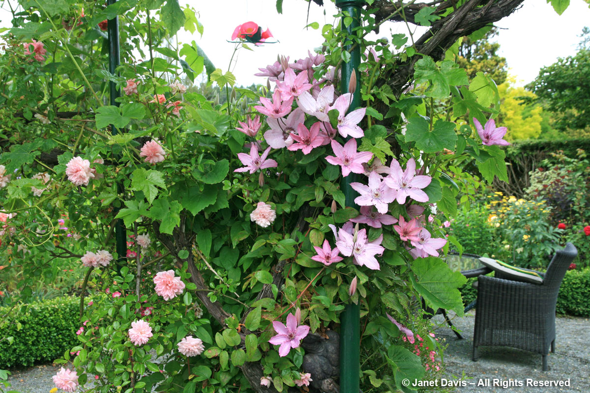 Clematis Hybrid' with pink rose Janet Explores Colour