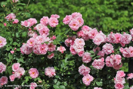 Rosa ‘John Davis’-Explorer Shrub Rose | Janet Davis Explores Colour