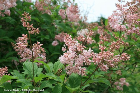 Syringa x prestoniae ‘Alexander’s Aristocrat’ | Janet Davis Explores Colour