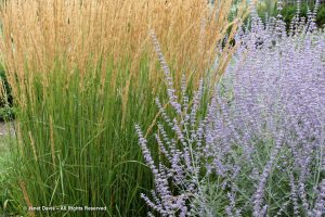 Calamagrostis-acutiflora-perovskia-atriplicifolia 