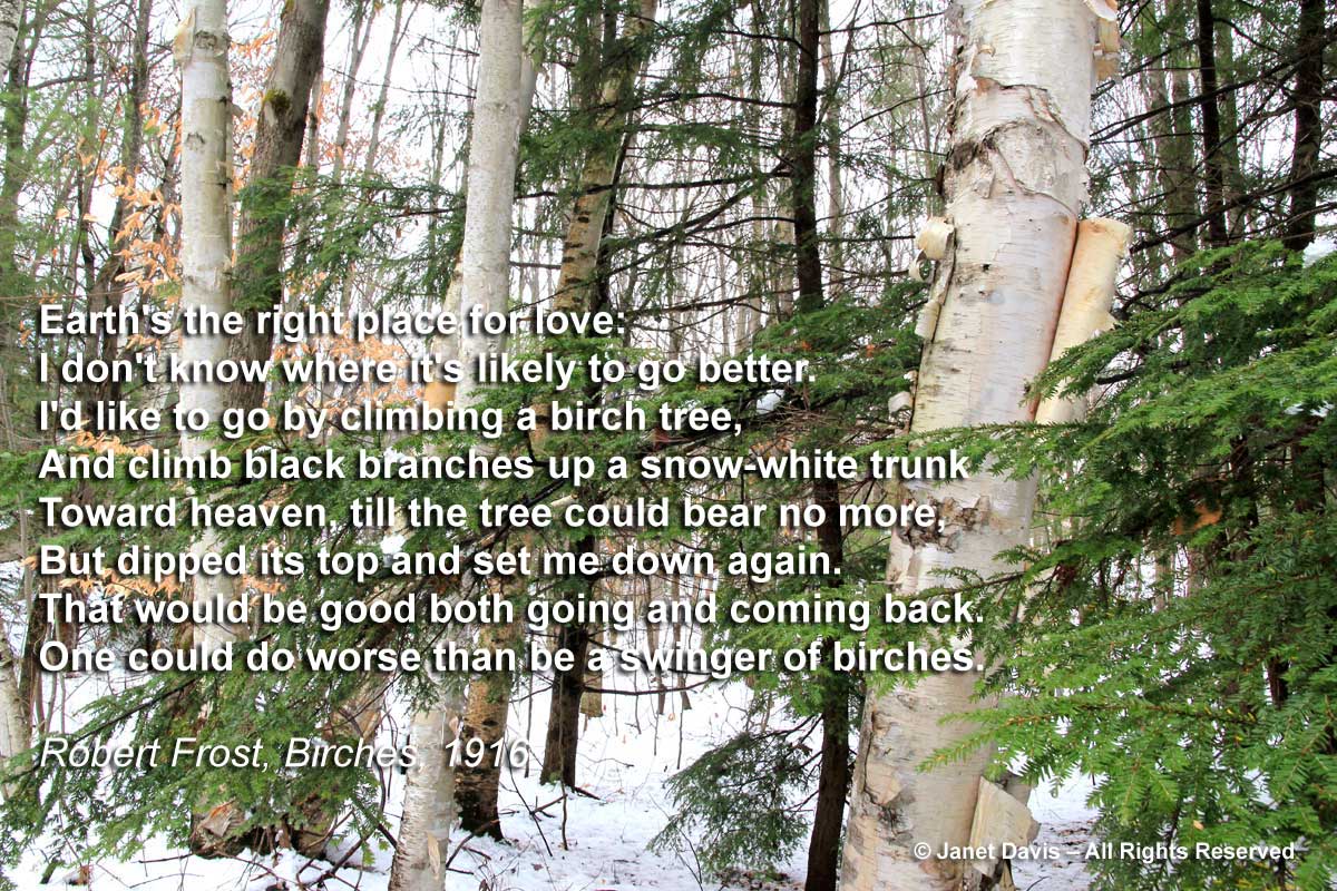 the poem birches by robert frost
