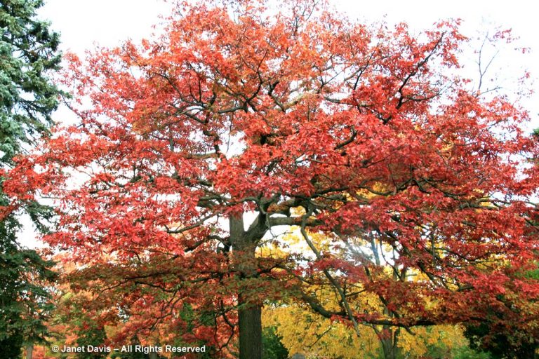 Quercus alba-White oak-autumn color | Janet Davis Explores Colour