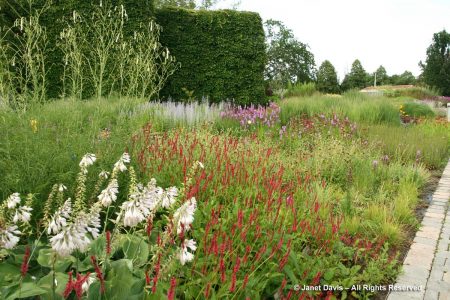 Hosta sieboldiana ‘Blue Angel’ & Persicaria ‘Firedance’-Piet Oudolf ...