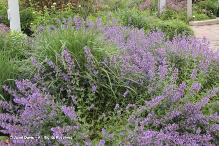 Nepeta racemosa ‘Walker’s Low’ & Panicum virgatum ‘Cloud Nine’-Piet ...