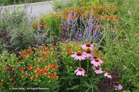 Filler-Helenium ‘Rubinzwerg’-Piet Oudolf border-Toronto Botanical ...