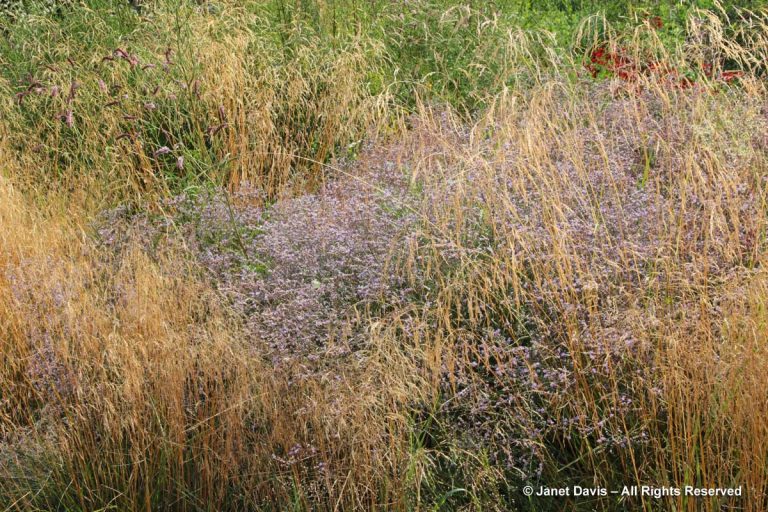 Deschampsia cespitosa & Limonium latifolium-Piet Oudolf border-Toronto ...