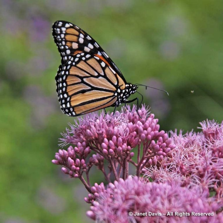 Monarch butterfly on Eutrochium maculatum ‘Gateway’-Piet Oudolf border ...