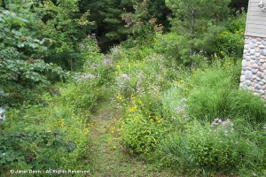 East Meadow-path-Lake Muskoka | Janet Davis Explores Colour