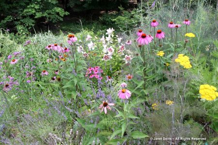 Colourful perennials-Peg Bier | Janet Davis Explores Colour