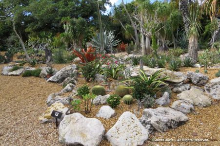 Cacti & Succulent Garden-Marie Selby Botanical Gardens | Janet Davis ...