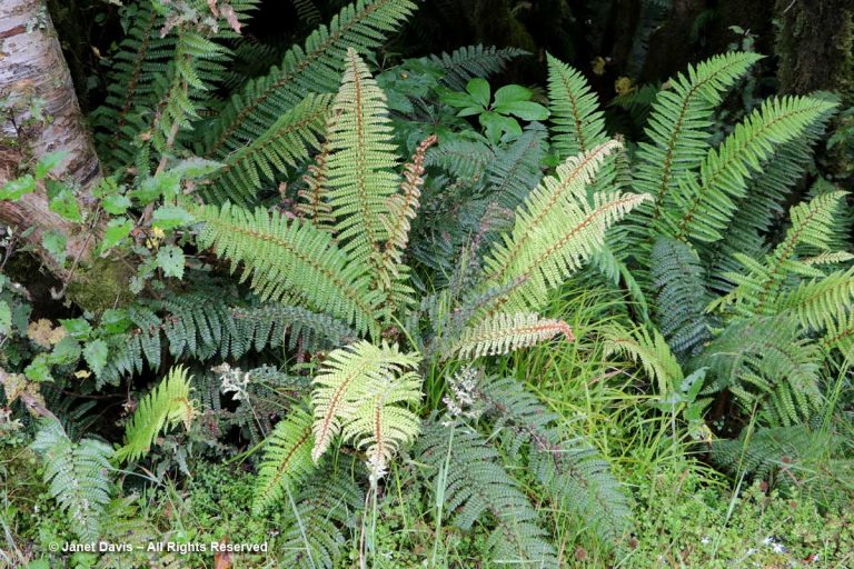 Polystichum Vestitum-wilmot Pass-fiordland 