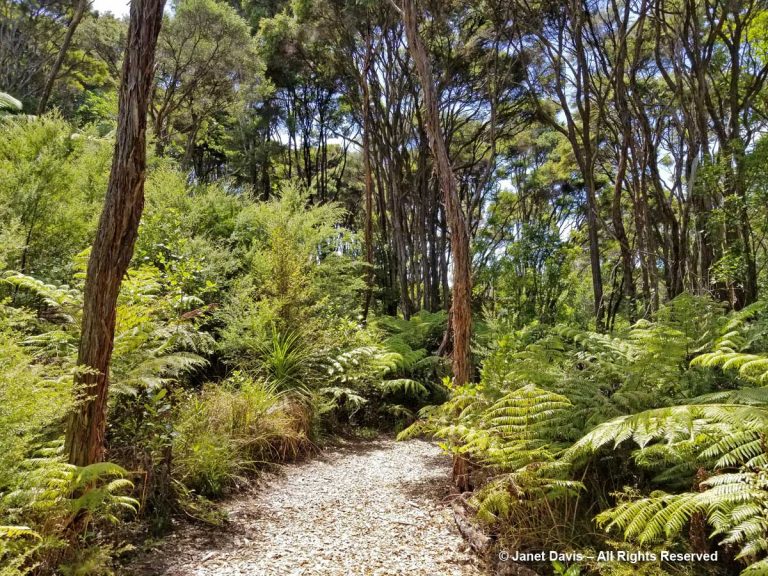 Shell path through bush-Omaio | Janet Davis Explores Colour