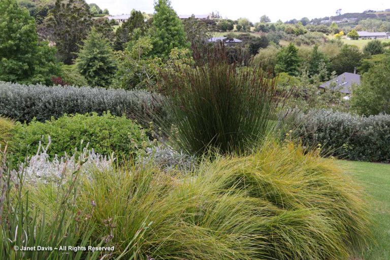 Restios and grasses-Wiggins-The Paddocks | Janet Davis Explores Colour