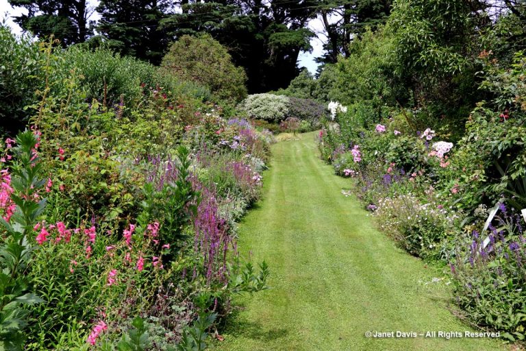 Perennial Border-Fishermans Bay Garden | Janet Davis Explores Colour