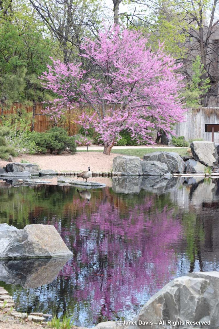 Cercis canadensis-Redbud-Shofu-En Japanese Garden | Janet Davis ...