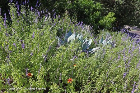 02-Streetfront planting-Agave-& Salvia farinacea-Ruthie Burrus Garden ...