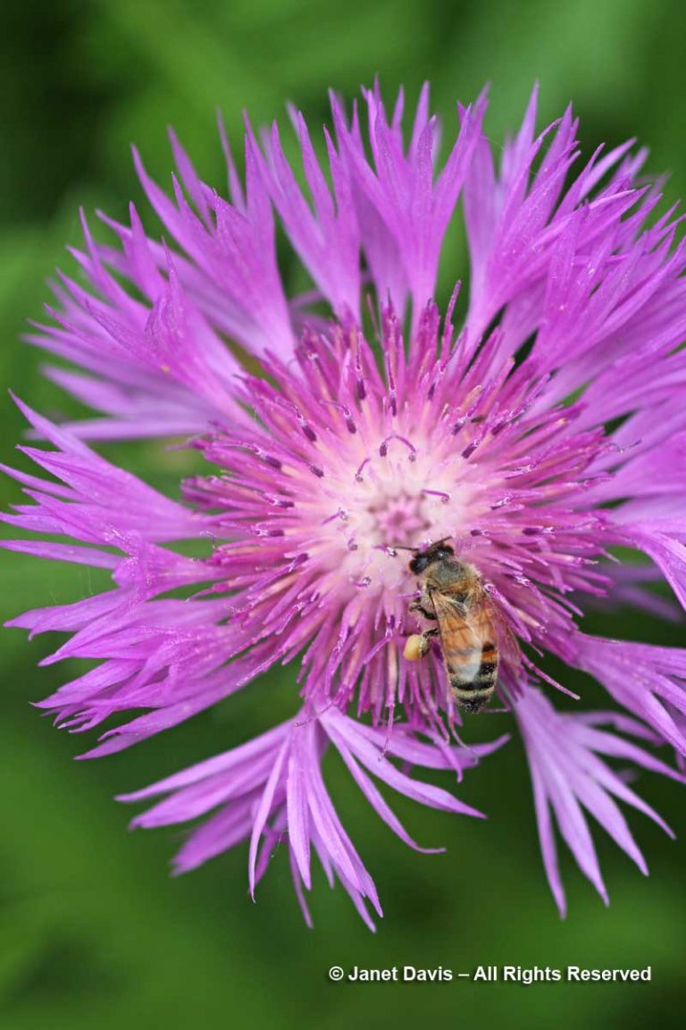 Pollen for Honey Bees in a Rainbow of Colours | Janet Davis Explores Colour