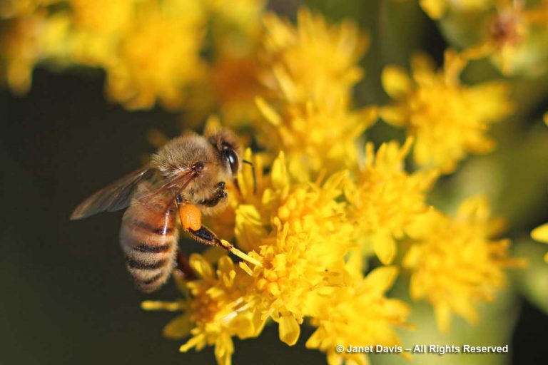 26-Apis mellifera-Honey bee-Pollen colour-yellow gold-Solidago-speciosa ...