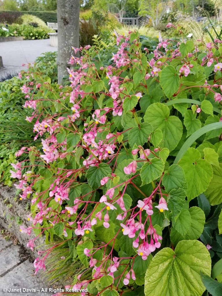 Begonia grandis ‘Heron’s Pirouette’-Soest Herbaceous Display Garden ...