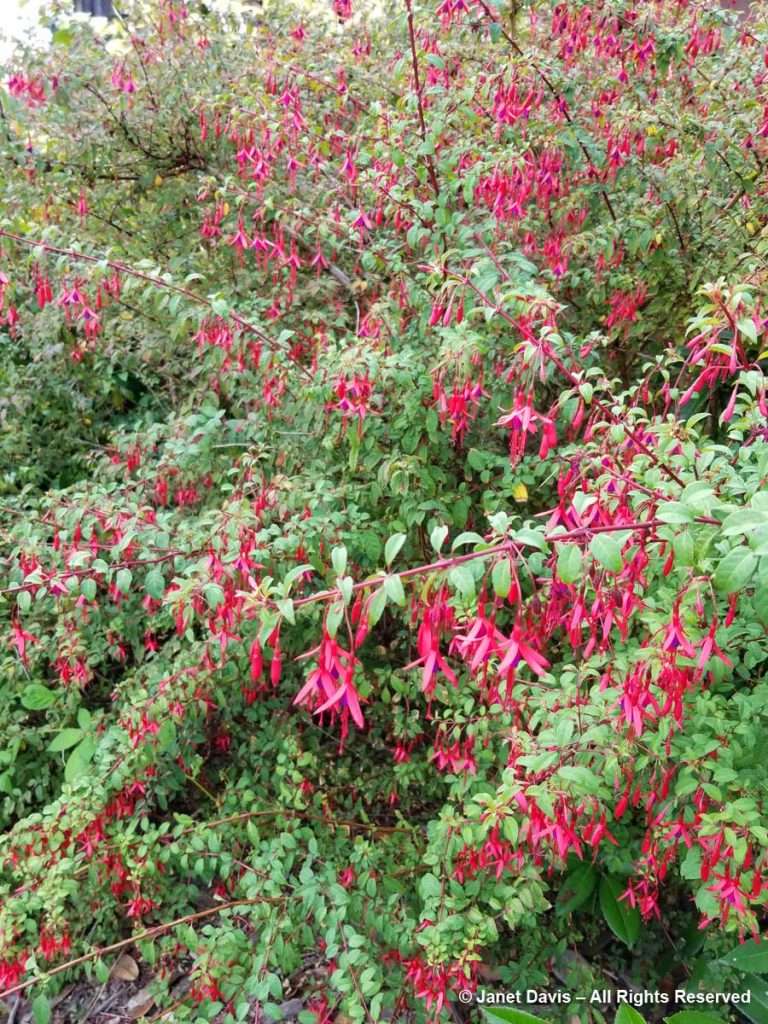 Fuchsia magellanica-Hummingbird fuchsia | Janet Davis Explores Colour