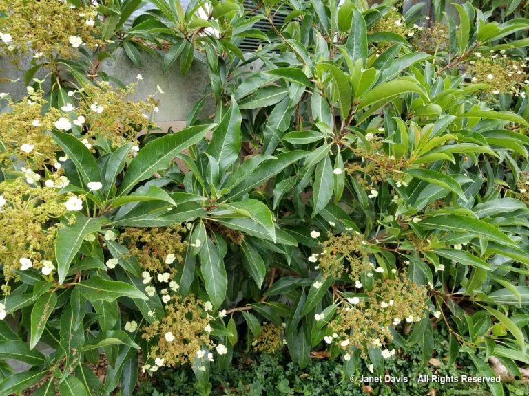 Hydrangea integrifolia-Center for Urban Horticulture-UWBG-Seattle ...