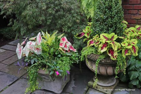 Kellie O’Brien’s English Garden in Hinsdale | Janet Davis Explores Colour