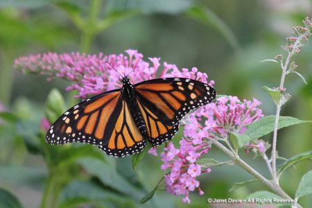 Chicago Botanic Garden | Janet Davis Explores Colour