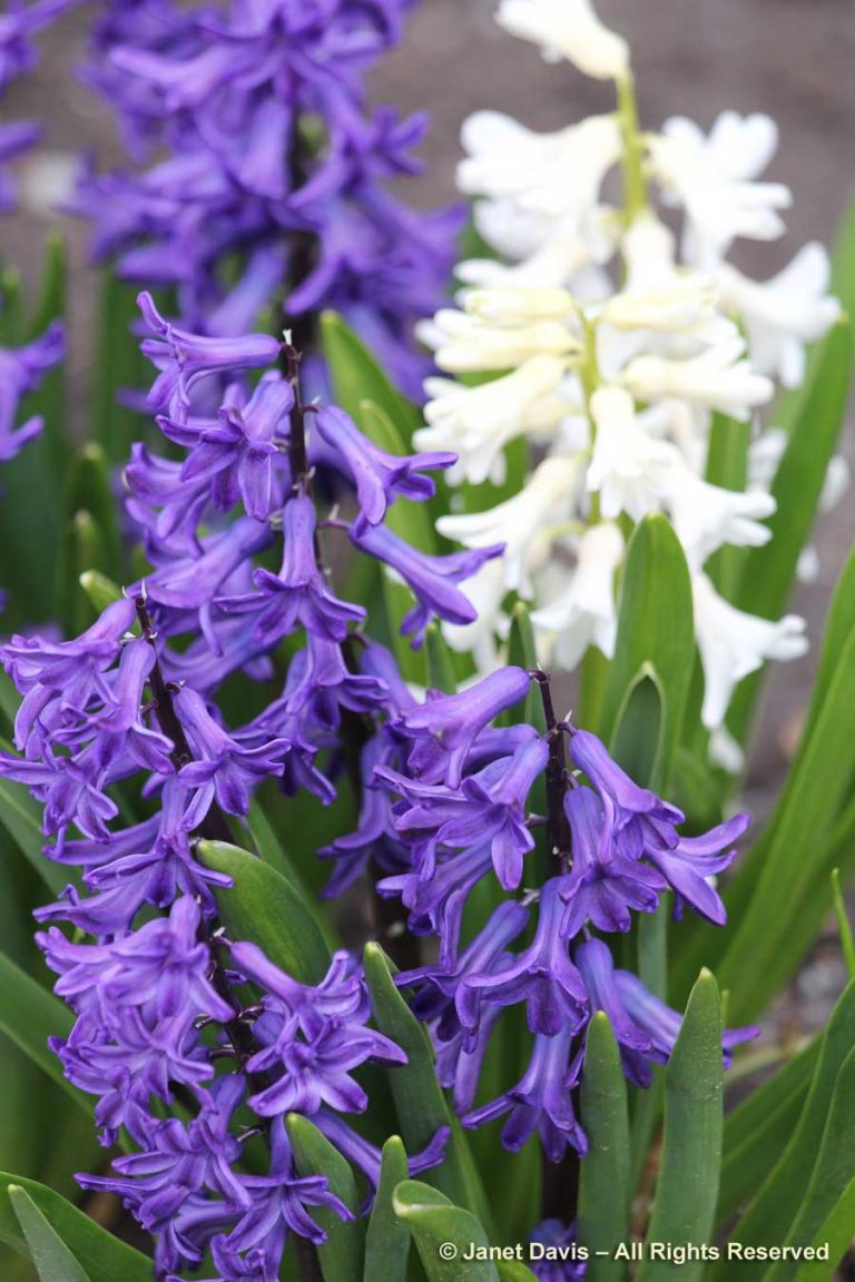 Hyacinths – Hyacinthus orientalis | Janet Davis Explores Colour