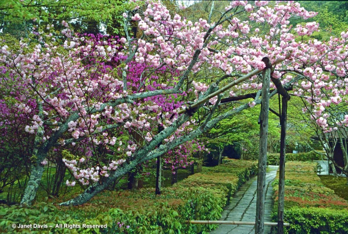 Japanese Cherries – April’s Enchanting Sakura | Janet Davis Explores Colour