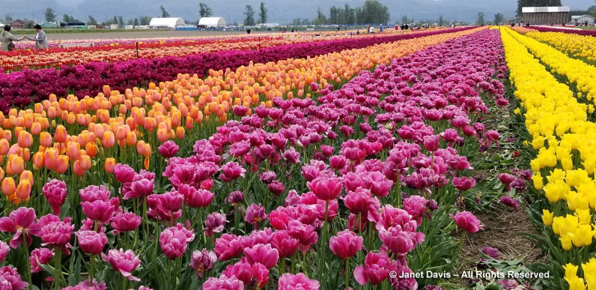 07-Tulipa-‘Margarita’2-Abbotsford-Tulip-Festival | Janet Davis Explores ...